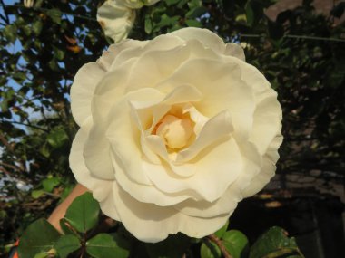 Çiçek, yaprakları ve polenleri ile onu çevreleyen doğaya renk verir 