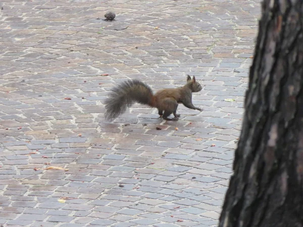 Squirrel, a small rodent that is looking for food and to stock up for the winter
