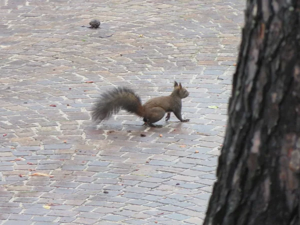 Sincap, yiyecek arayan ve kış için stok yapan küçük bir kemirgen.