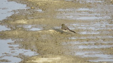 Küçük bir kuş, neredeyse kuru bir nehirde ihtiyacı olan şeyleri toplar ve orada burada çırpınarak ne isterse yer.