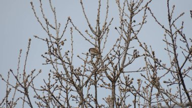 İtalya 'nın serçesi, genellikle çatı serçesi olarak bilinir çünkü hayatının çoğunu çatılarda geçirir.