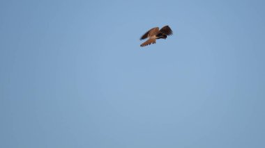 Kerkenez, çok hızlı ve sessiz bir yırtıcı kuştur.