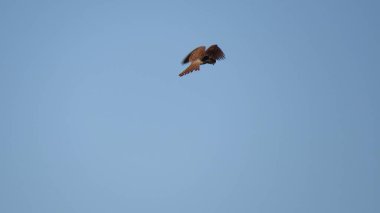 Kerkenez, çok hızlı ve sessiz bir yırtıcı kuştur.