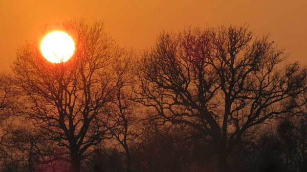 Matahari Terbenam Difoto Melalui Alam Musim Dingin Cabang Cabang Pohon — Stok Foto