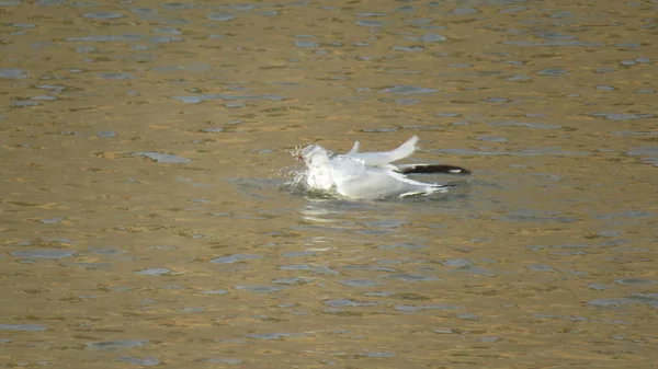 Gaviota Aquí Río Mientras Nada Limpia Parásitos Nadando Agua — Foto de Stock