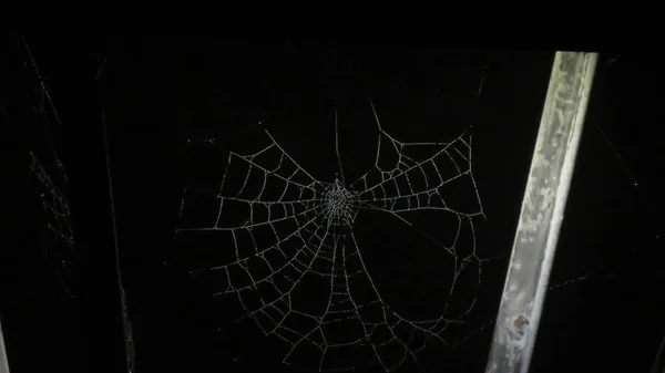 Spiderweb Pająk Tworzy Naprawdę Fantastyczne Prace Architektoniczne Tutaj Oświetlonej Lampie — Zdjęcie stockowe