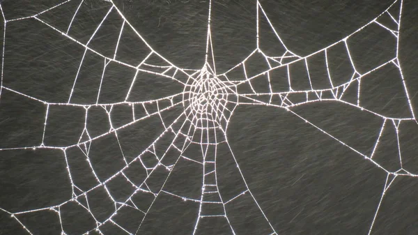 Spiderweb Spider Creates Real Fantastic Architectural Works Here Lit Street — Stock Photo, Image