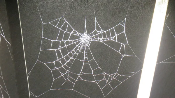 Spiderweb Spider Creates Real Fantastic Architectural Works Here Lit Street — Stock Photo, Image