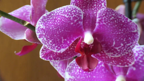 Orkide, doğanın bize sunduğu en garip ve en renkli çiçeklerden biridir.