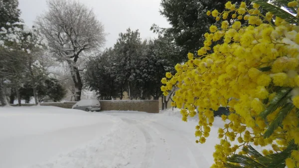 Snowfall in March, when it snows at the end of winter as well as white all the other colors can be seen