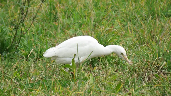 Bubulcus Ibis Cattle Egret Particularly Loves Land Finds Its Favorite — Stock Photo, Image