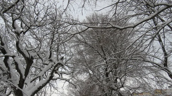 Snowfall Marcu Kiedy Pada Śnieg Pod Koniec Zimy Także Biały — Zdjęcie stockowe