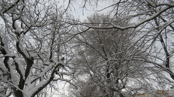 3月の降雪 冬の終わりに雪が降ると白だけでなく他のすべての色を見ることができます — ストック写真