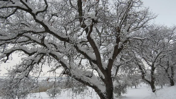 Снегопад Марте Идет Снег Конце Зимы Белый Другие Цвета Можно — стоковое фото