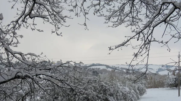 Snowfall Falls Winter Makes Everything Pure White Changes Usual Landscapes — Stock Photo, Image