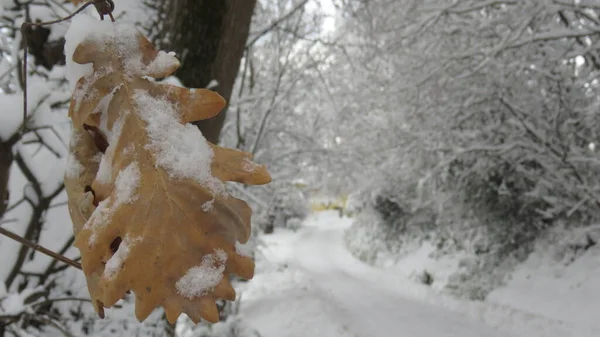 Снегопад Падает Зимой Делает Чисто Белым Меняет Привычные Пейзажи — стоковое фото