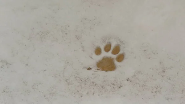 Сліди Снігу Маленькі Сліди Собаки Яка Залишила Ходити Снігу — стокове фото