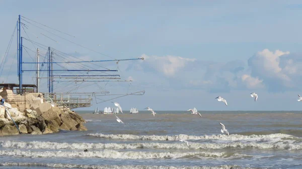 海の近くに住んでいる人のための海のスカベンジャーは非常によくこれらの鳥を知っています — ストック写真