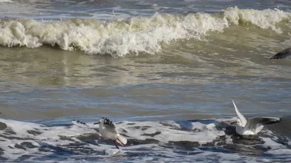 Gaivotas Necrófagos Dos Mares Para Aqueles Que Vivem Perto Mar — Fotografia de Stock