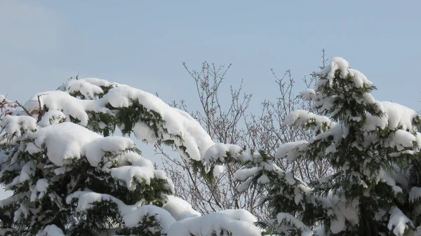 Снегопад Зимой Выпадает Снег Пейзаж Становится Одним Цветом Натурального Чистого — стоковое фото