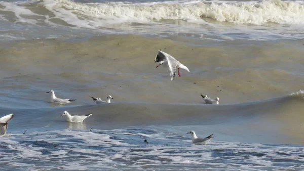 Gaivotas Necrófagos Dos Mares Para Aqueles Que Vivem Perto Mar — Fotografia de Stock