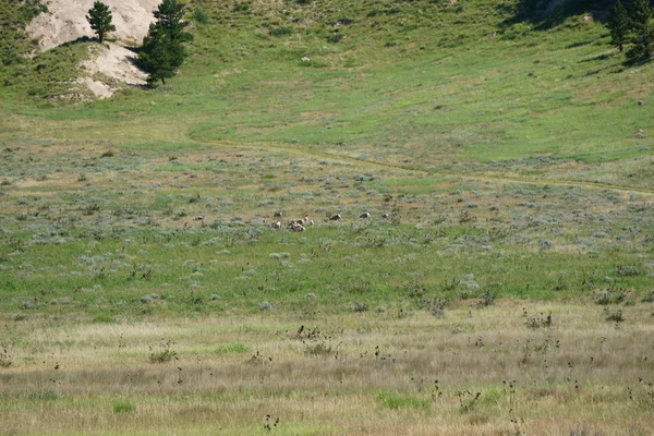 大喇叭羊喜欢高岩石区保护 — 图库照片