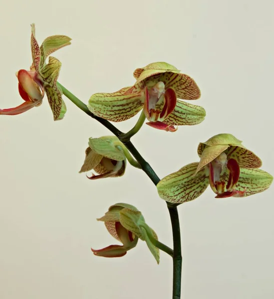 Phalaenopsis Orkidéer Blommar Ibland Kallas Phal Fruktträdgårdar Och Ett Att — Stockfoto