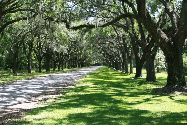 Tarihi Bölgesinde Dakikalık Mesafede Güzel Estates Birine Tüm Savannah Wormsloe — Stok fotoğraf