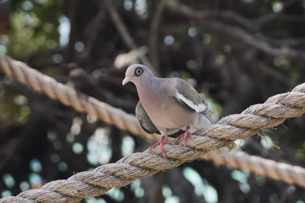 Bare Eyed Pigeon Aruba — Stock Photo, Image