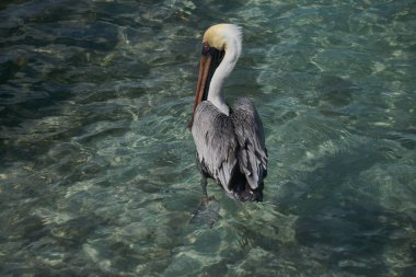 Aruba'daki Rönesans Adası'nda Kahverengi Pelikan