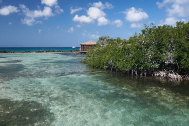 Aruba Rönesans Adası'nda Mangrov ağaçları