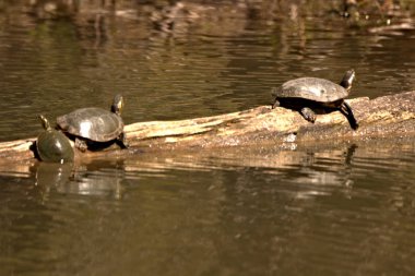 Su kaplumbağaları küçük bir göldeki kütüğün üzerinde oturuyorlar.