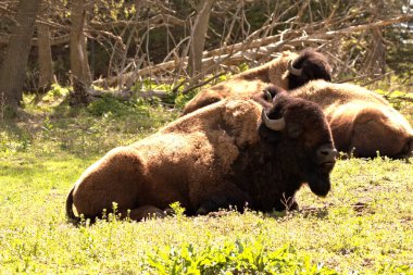 Prag 'ın aşağısında her yerde açık hava restoranları bulunabilir.                               