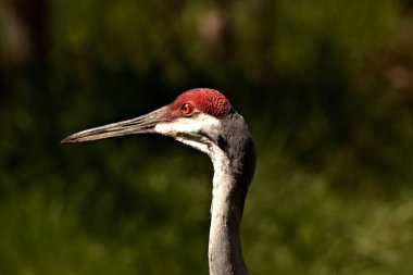Sabah güneş ışığında Kum Tepe Vinç