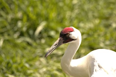 Sabah güneş ışığında Kum Tepe Vinç