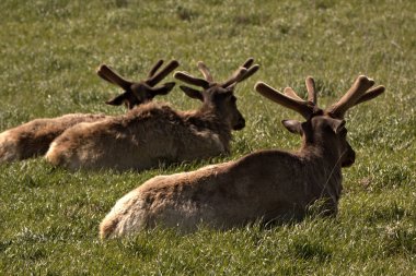 Boğa Geyiği bahar aylarında kadife ilkbahar zamanı dağ çim çayır dinlenme