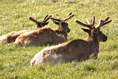 Boğa Geyiği bahar aylarında kadife ilkbahar zamanı dağ çim çayır dinlenme