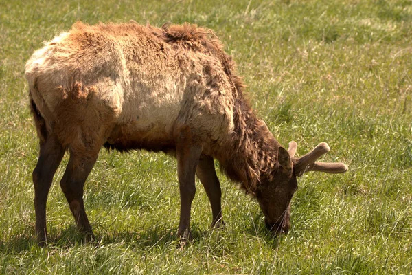 Young Bull Elk Βελούδο Στις Αρχές Της Άνοιξης — Φωτογραφία Αρχείου
