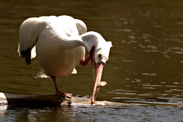 Amerikanische Weiße Pelikane Schein Der Morgensonne — Stockfoto