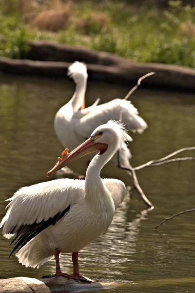 Amerikanische Weiße Pelikane Schein Der Morgensonne — Stockfoto