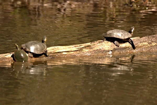 Wasserschildkröten Auf Einem Baumstamm Einem Kleinen See — Stockfoto
