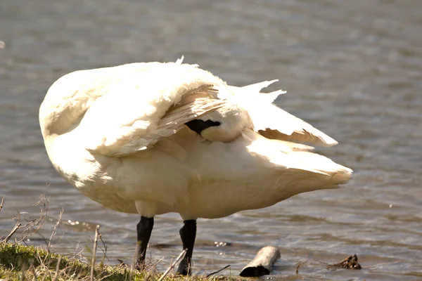 Pelicanos Brancos Americanos Longo Borda Das Águas — Fotografia de Stock