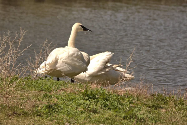 American White Pelicans Waters Edge — Stock Photo, Image