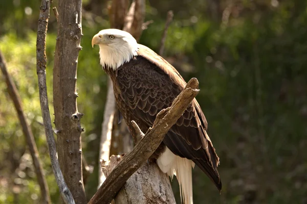 Bald Eagles Tend Pair Life Share Parenting Duties Male Female — Stock Photo, Image