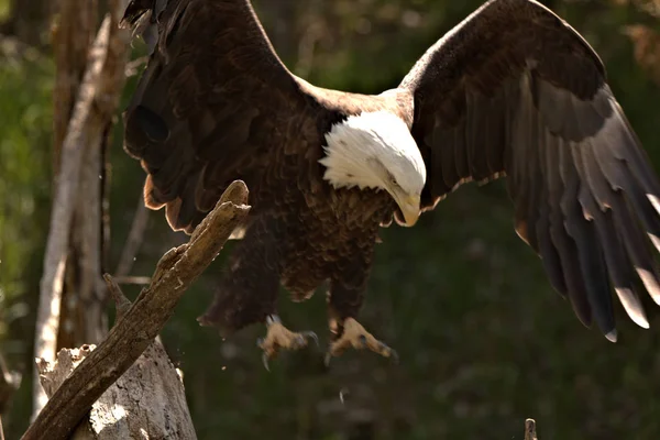 Weißkopfseeadler Neigen Dazu Sich Ein Leben Lang Paaren Und Teilen — Stockfoto