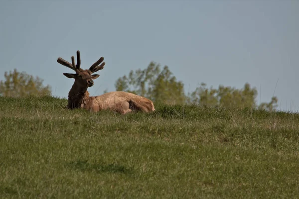 Bull Elk Górskiej Łące Utrzymując Zegarek Jego Krowy — Zdjęcie stockowe