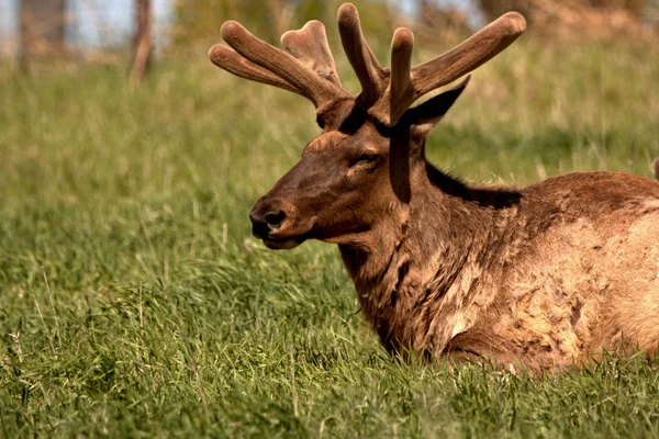 Bull Elk Lente Tijd Fluweel Rusten Lente Tijd Berg Gras — Stockfoto