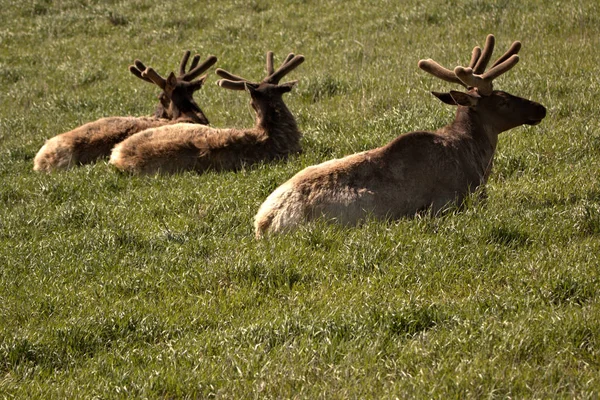 Bull Elk in spring time velvet resting the the spring time mountain grass meadow