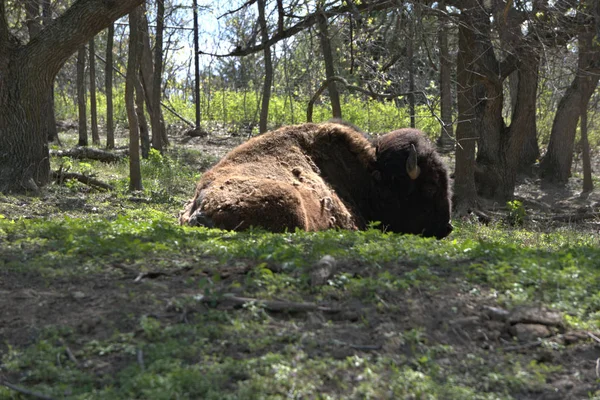 Bison Doing What Its Good Resting Full Stomach Grazing All — Stock Photo, Image