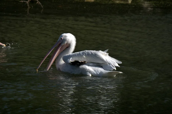 Weiße Pelikane Der Morgensonne — Stockfoto